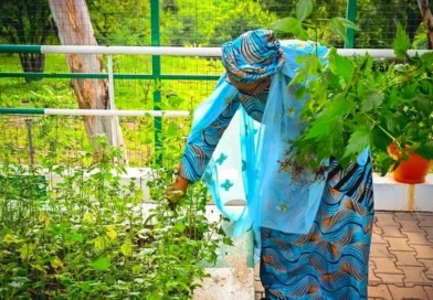 Oluremi Tinubu harvests vegetables from Villa garden, shares produce with staff
