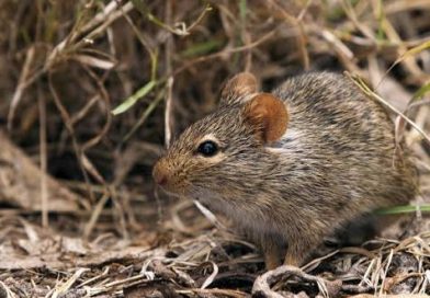 Lassa fever deaths rise to 259 as Ondo, Bauchi record highest fatalities