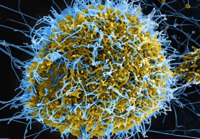 Ebola: NCDC warns of importation risk after Kenya confirms first case